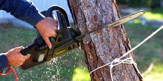 Best Commercial Tree Services  in Ramsey, MN