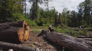 Best Firewood Processing and Delivery  in Ramsey, MN