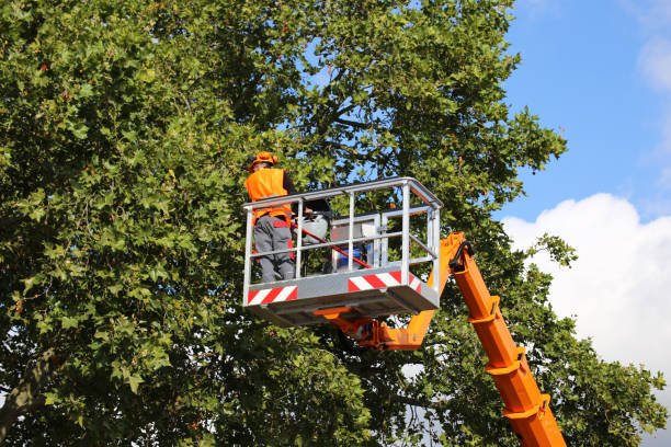 Best Weed Control  in Ramsey, MN