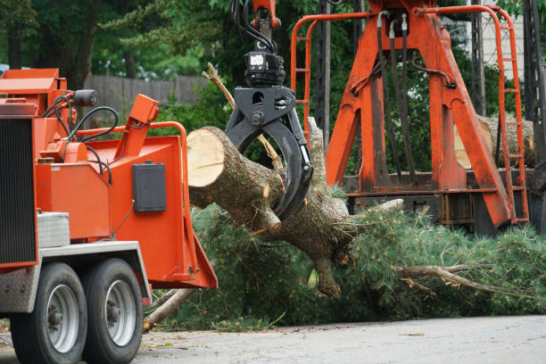 Best Tree Maintenance Programs  in Ramsey, MN